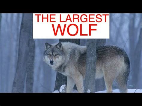 Biggest Wolf In The World