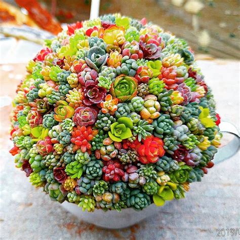 Check spelling or type a new query. Pin by Niki Estes on succulents/house plants | Succulent ...