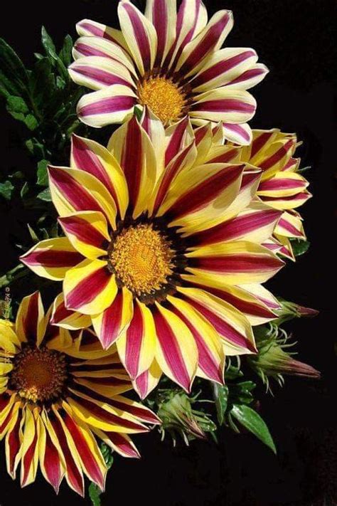 Pin by Brenda Rolfs on Flowers Plants | Beautiful flowers, Rare flowers, Most beautiful flowers