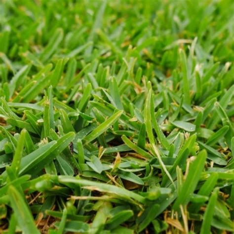 Australian Grass Types Identify And Choose The Right One Guide By Fantastic