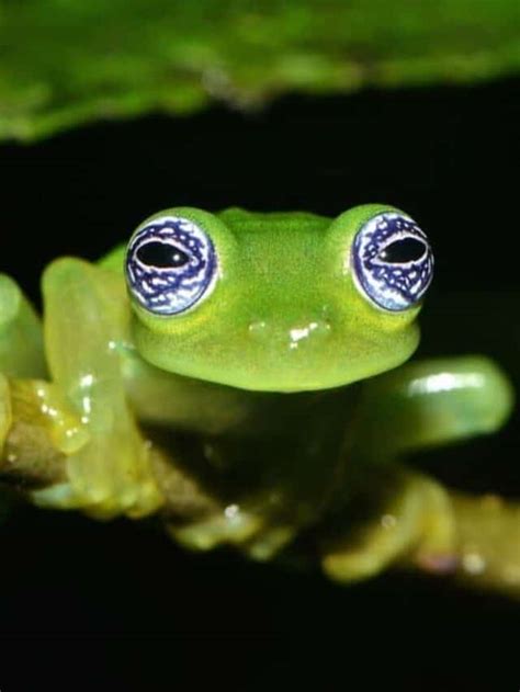 Uncover The 10 Incredible Glass Frog Facts Az Animals