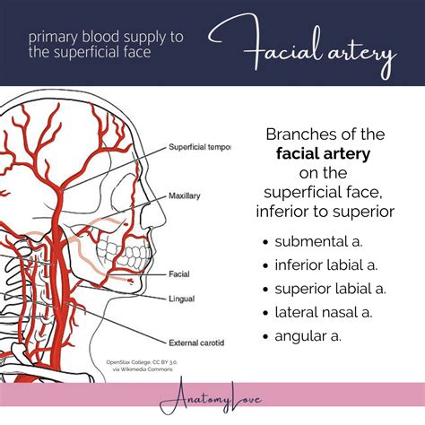 Explore The Fascinating Facial Artery