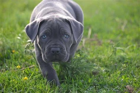69 Best Diet For Cane Corso Puppy Image Bleumoonproductions
