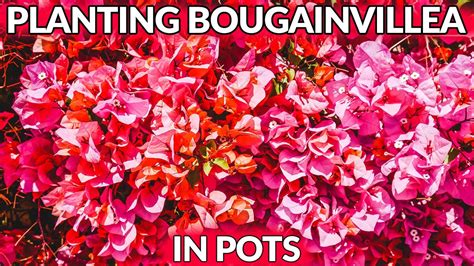 But these two materials are so different, that each has its own. HOW TO PLANT BOUGAINVILLEA IN POTS/JoyUsGarden - YouTube