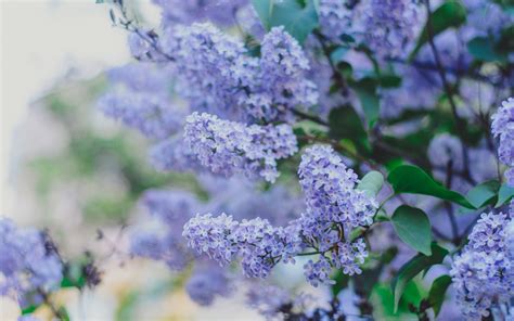 Download Wallpapers Lilac Beautiful Purple Spring Flowers Lilac