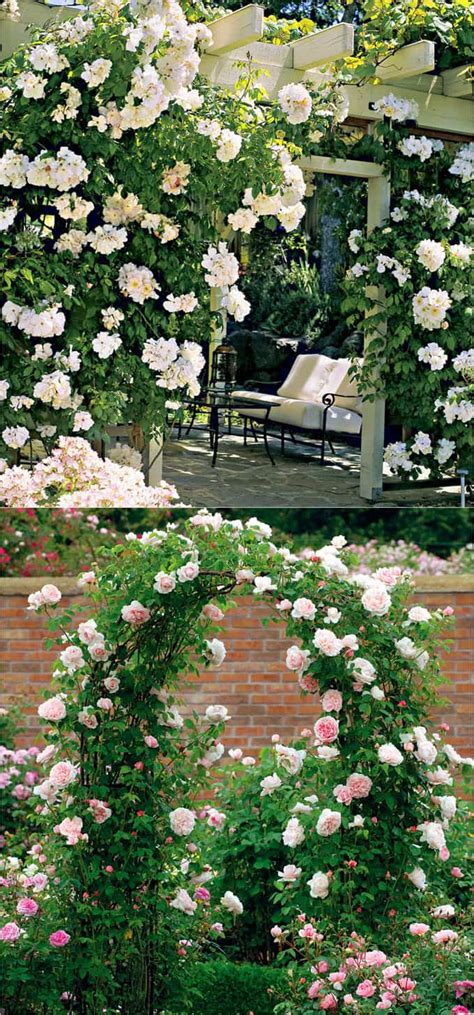 Flowering vine plants for shade. 20+ Favorite Flowering Vines For the Fence and Arbor ...