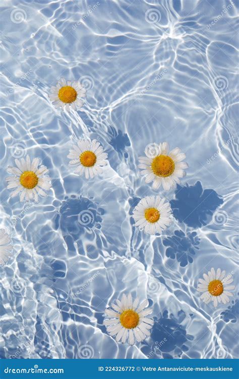 Daisy Flowers Floating On Water Sun And Shadows Minimal Nature