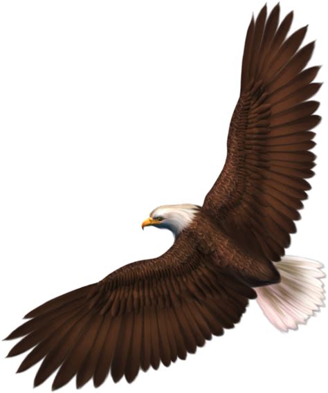 Eagle Png Png Transparent Clipart 3 Png 5391 Free Png Images