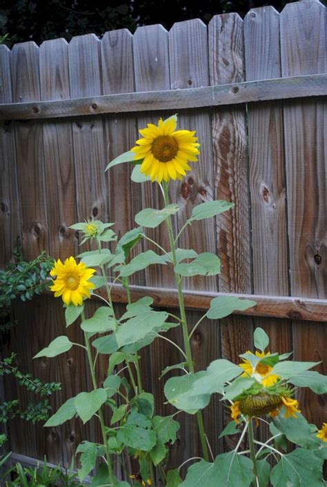 Outstanding 25 Beautiful Sunflower Backyard Design For Your Garden