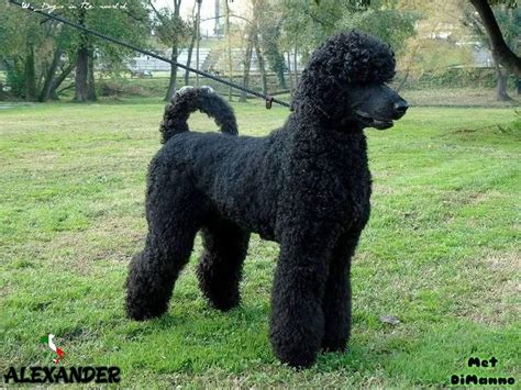 Alexander From Italy Giant Poodle Giant Poodle Black Standard