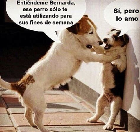 Imágenes de cosas chistosas | Imágenes