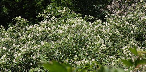 Maybe you would like to learn more about one of these? Redosier Dogwood, Cornus sericea L. ssp. sericea
