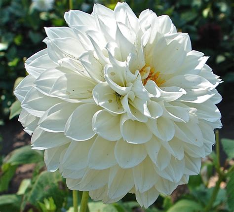 Blooming Plants Spectacular Photos Of Dahlias Live Science