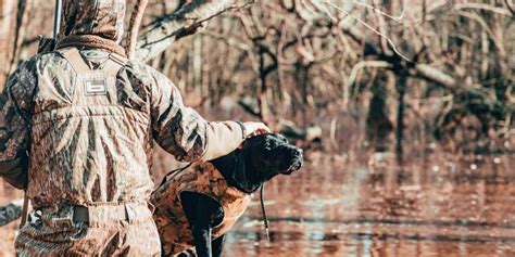 11 Best Duck Hunting Dog Breeds Outdoorworld Reviews