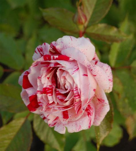 Candy Striped Rose