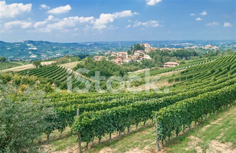 Vineyard Landscapepiedmontitaly Stock Photo Royalty Free Freeimages