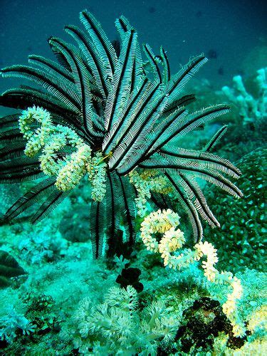 Underwater Photo Feather Star On Coiled Whip Coral Ocean Life