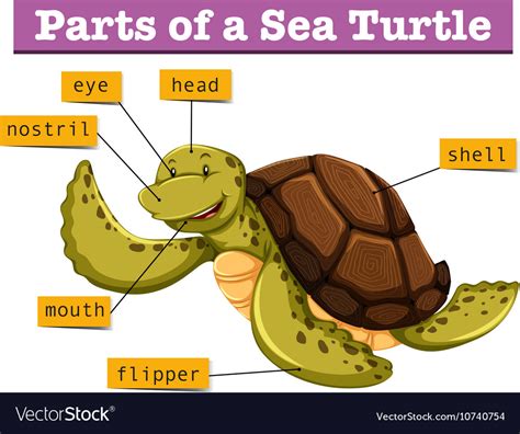 Diagram Showing Different Parts Of Turtle Vector Image