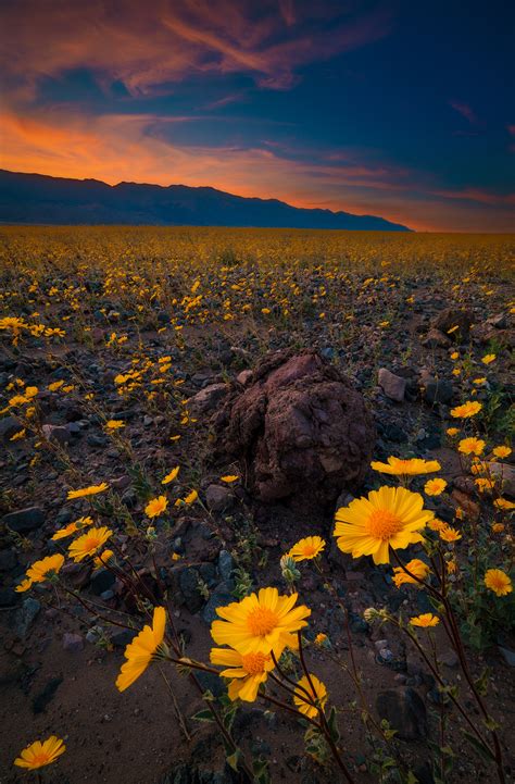 California's death valley national park is so named because it's the driest, hottest place in north america. Super Bloom at Death Valley National Park - Travel Caffeine