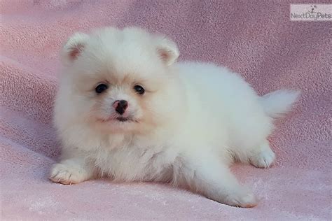 White Baby Pomeranian Puppy For Sale Near West Palm Beach Florida F Afdb A E