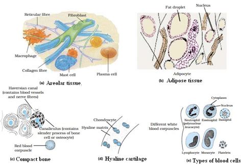 Tissue Biology Class 9 Ncert Chapter 6 Doubtclear1