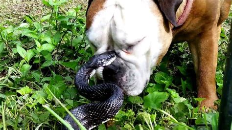 All You Need To Know About Dogs And Snake Bites