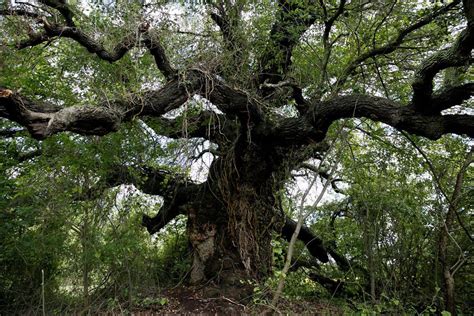 One Of The Largest Oak Trees In Virginia Is Endangered By Construction