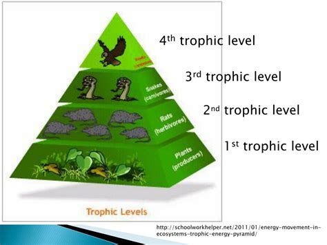 Ppt Trophic Structure Of Ecosystems Powerpoint Presentation Free