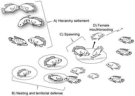 Fishes Free Full Text Social Behavior And Welfare In Nile Tilapia