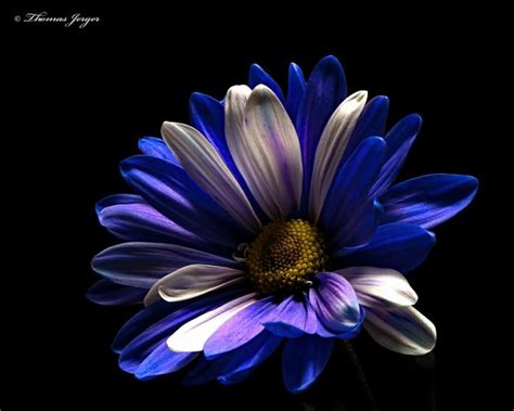 Flower Close Up Gerbera Daisy Blue Wallpapers Image Types Purple
