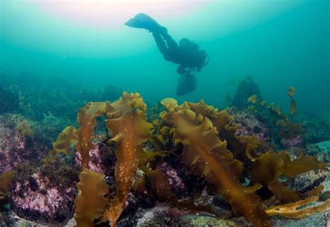 Seaweed Cultivation Woods Hole Oceanographic Institution