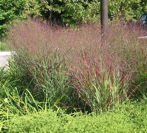 Incorporating Ornamental Grasses Into Your Landscape Ornamental