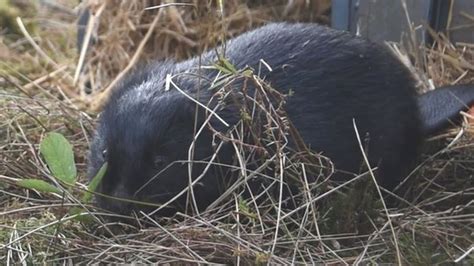 nottinghamshire new beavers born after reintroduction bbc news