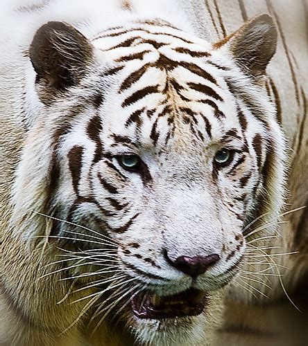 B5733 Portrait Of A White Tiger An Attractive Sub Species Flickr