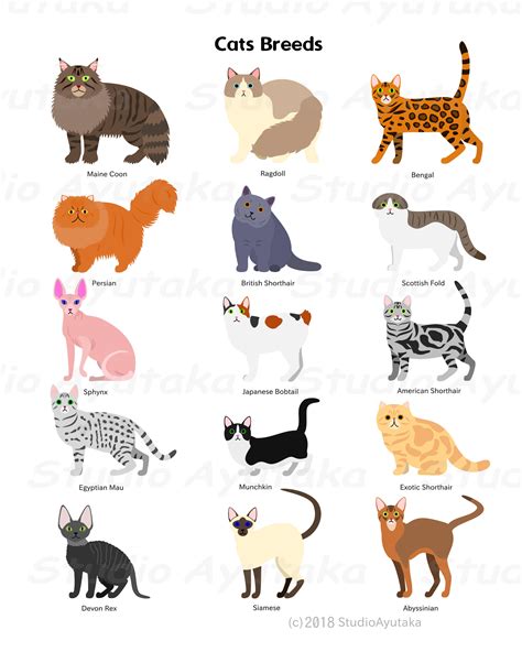 Cats Breeds Svg Png  1620 Etsy