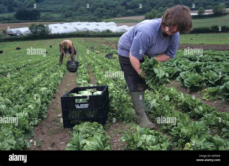 Workers Harvesting Organic Lettuces Organic Farm South Devon Stock