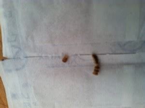 Check spelling or type a new query. Small Brown Worms - All About Worms