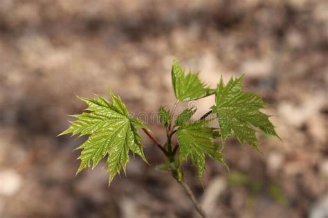Young First Leaves Appeared On A Maple Tree In A Spring Forest Stock
