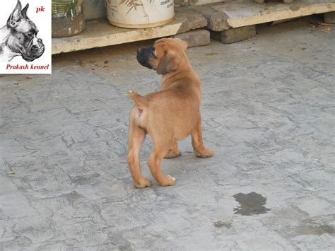 Where to find abyssinian kittens for sale? South African Boerboel Puppies for Sale(Mr A.D Prakash 1 ...