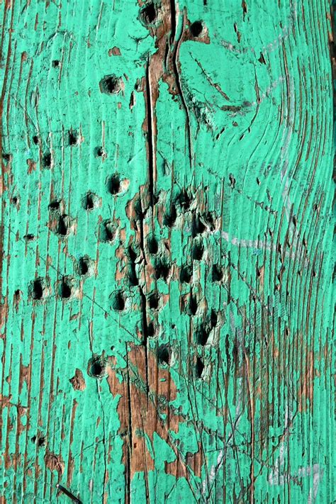 Free Green Wood Decay Texture Stock Photo