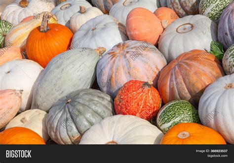 Colorful Pumpkins Image And Photo Free Trial Bigstock