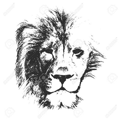 Vector Vector Sketch Style Drawing Of Male Lion Face Lion Head