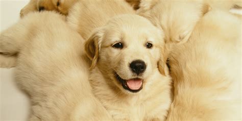 Golden Retriever Puppy Cam Is The Best Thing To Happen To