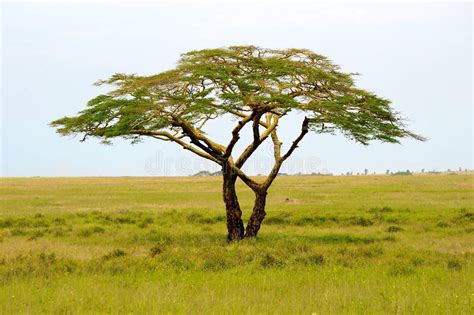 Acacia Tree In Africa Stock Photo Image Of Hills Grass 20638768