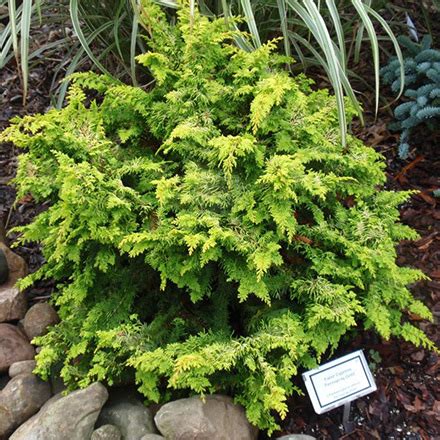 Evergreen shrubs bring life to dreary winter landscapes with their lush greenery. Fernspray Cypress