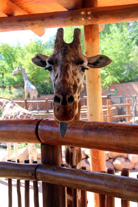 Colorado Springs Cheyenne Mountain Zoo Giraffe Feeding Flickr