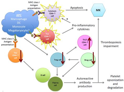 Cellular Pathogenic Mechanisms In Immune Thrombocytopenia Itp