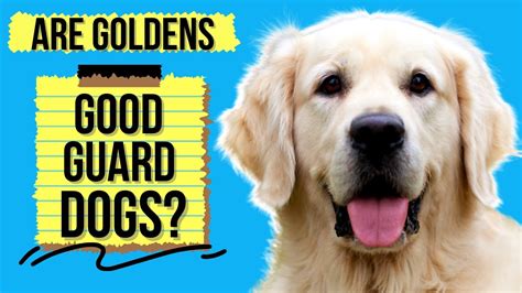 Are Golden Retrievers Good Guard Dogs Or Too Friendly Youtube