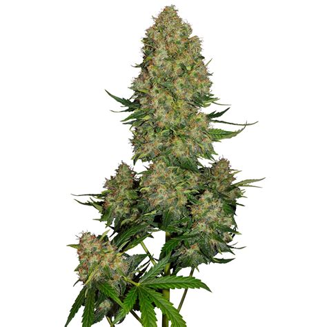 The 5 Best Autoflower Cannabis Seeds From Sensi Seeds Sensi Seeds