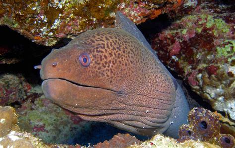 Moray Eel ~ 12 Of The Deadliest Killer Fish In The World